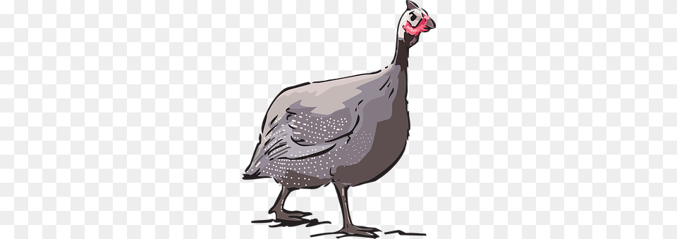 Guinea Fowl Animal, Bird, Adult, Female Png Image