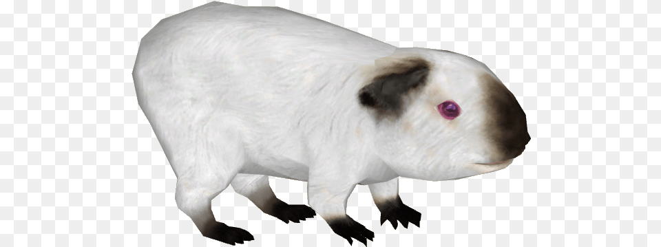 Guinea Pig 3 Guinea Pig, Animal, Mammal, Rodent, Bear Free Transparent Png