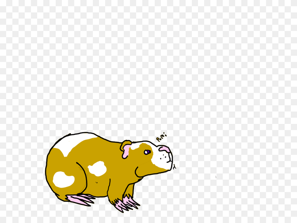 Guinea Pig, Animal, Mammal, Rodent Free Png Download