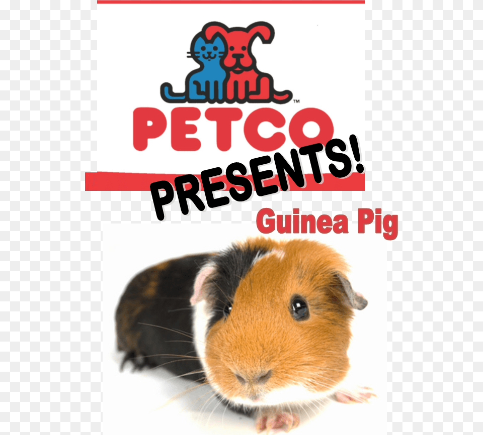 Guinea Pig, Animal, Mammal, Rat, Rodent Png