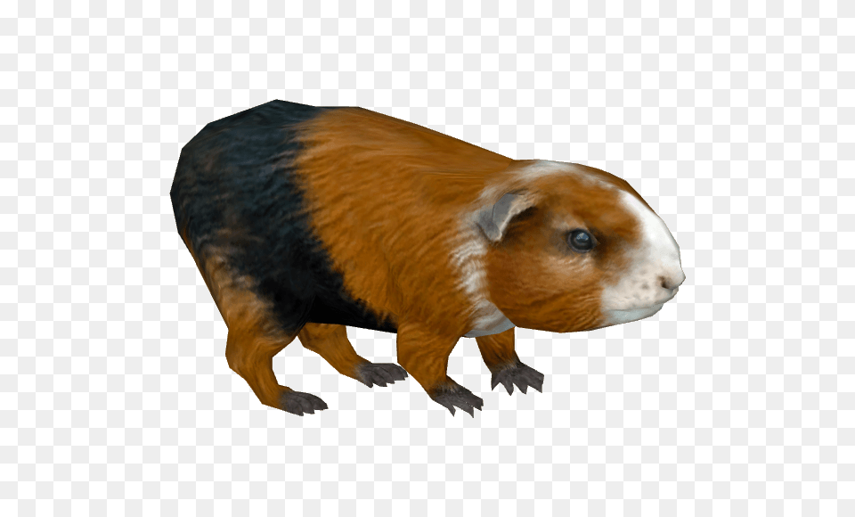 Guinea Pig, Animal, Bear, Mammal, Wildlife Free Png