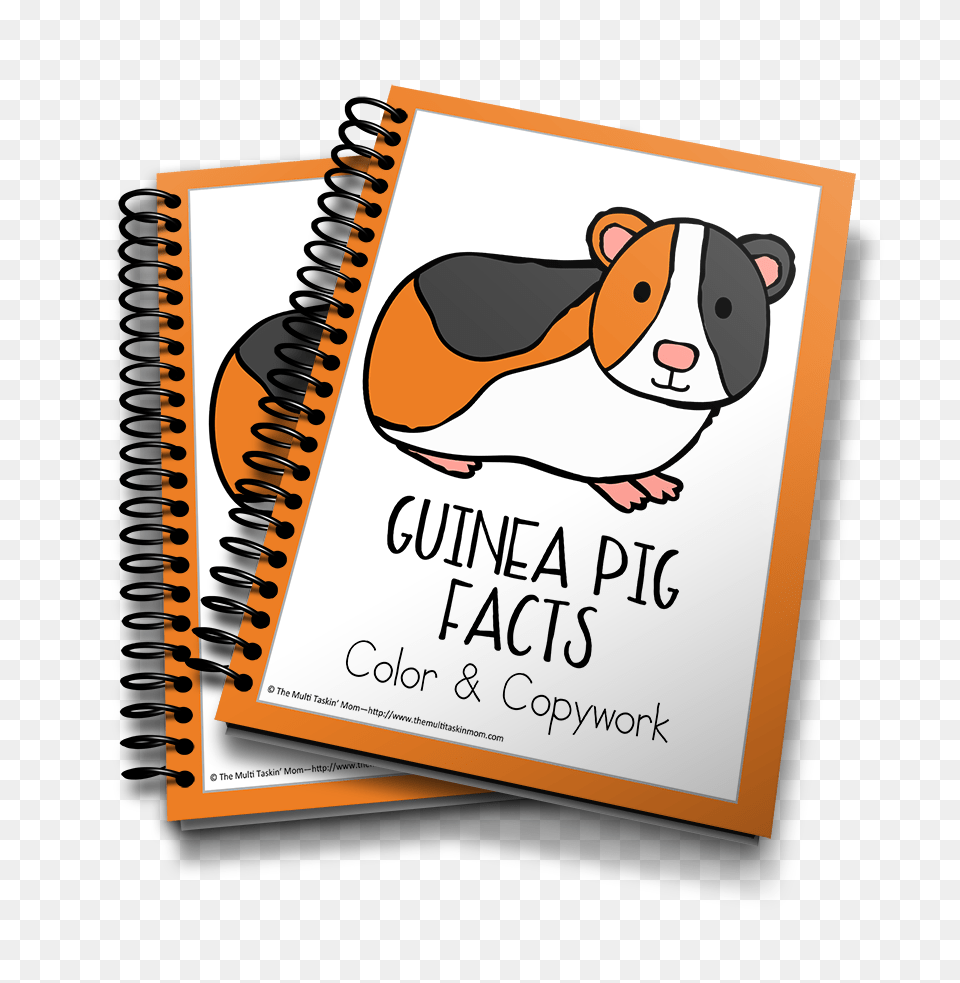 Guinea Pig Color Copywork, Animal, Mammal, Blackboard, Publication Png Image
