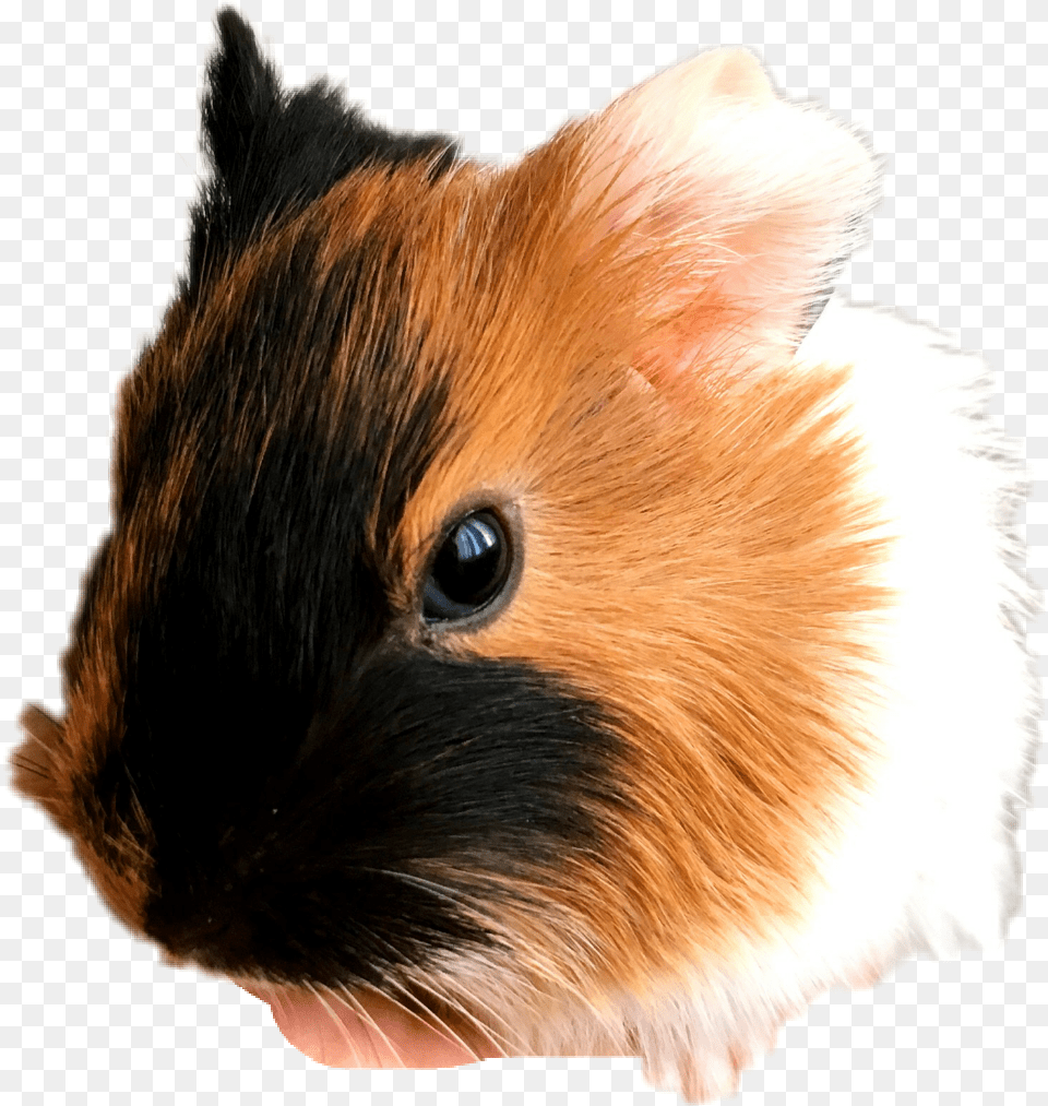 Guinea Pig Guinea Pig Pic Unicorn, Animal, Mammal, Rodent, Hamster Png
