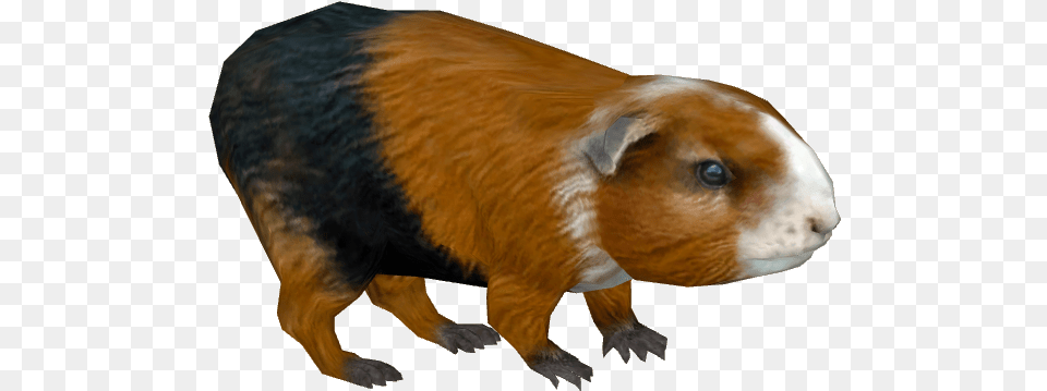 Guinea Pig Guineapig Clipart Background, Animal, Mammal, Rodent, Bear Free Transparent Png