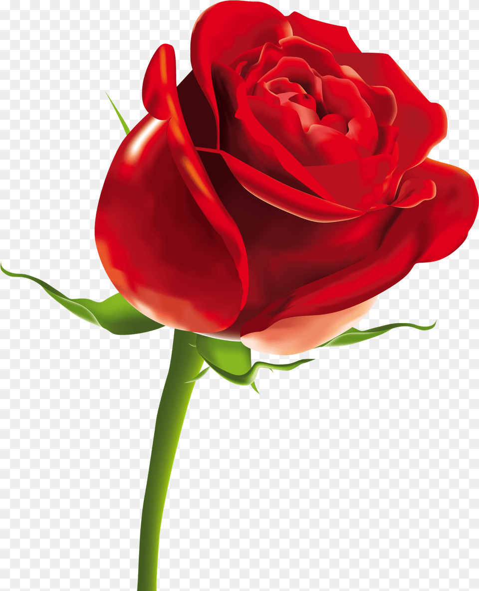 Gulab Ka Phool, Flower, Plant, Rose Free Png Download