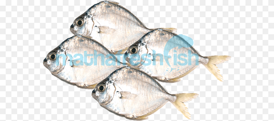 Gulf Flounder, Animal, Fish, Sea Life Free Png Download