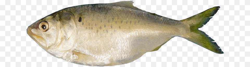 Gulf Flounder, Animal, Fish, Herring, Sea Life Png