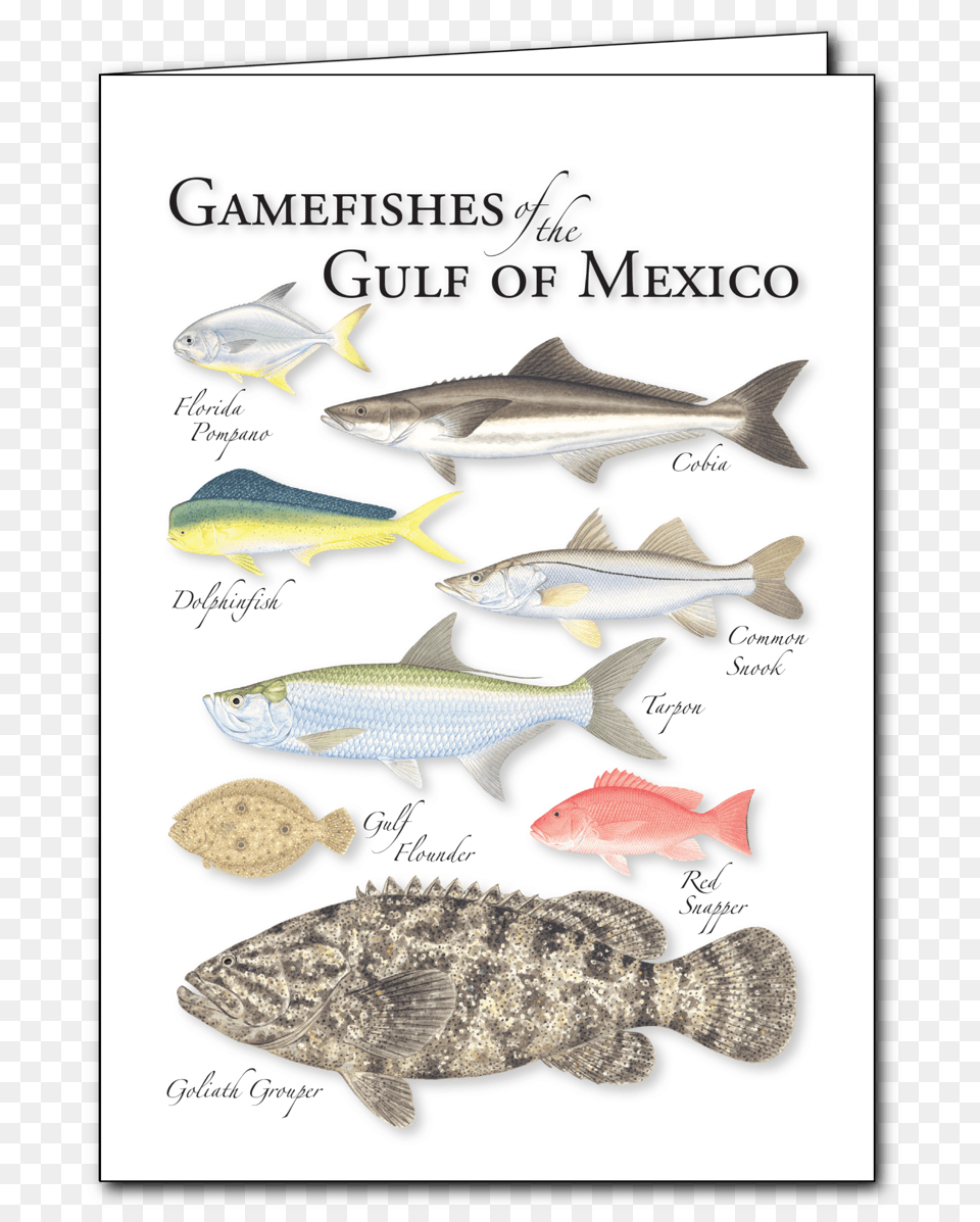 Gulf Flounder, Animal, Fish, Sea Life Png