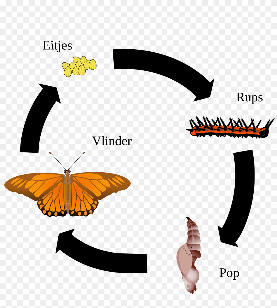 Gulf Fritillary Life Cycle Nl, Animal, Invertebrate, Insect, Wasp Free Png Download