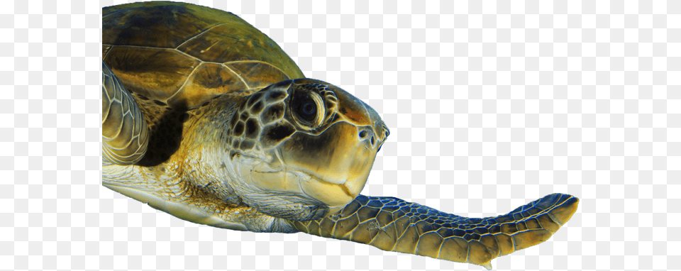Gulf World, Animal, Reptile, Sea Life, Sea Turtle Free Png