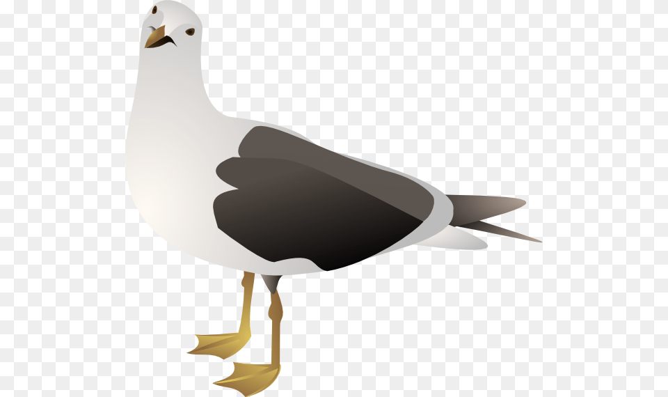 Gull, Animal, Bird, Seagull, Waterfowl Free Png