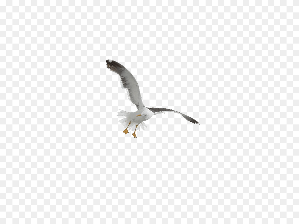 Gull, Animal, Bird, Flying, Seagull Png Image