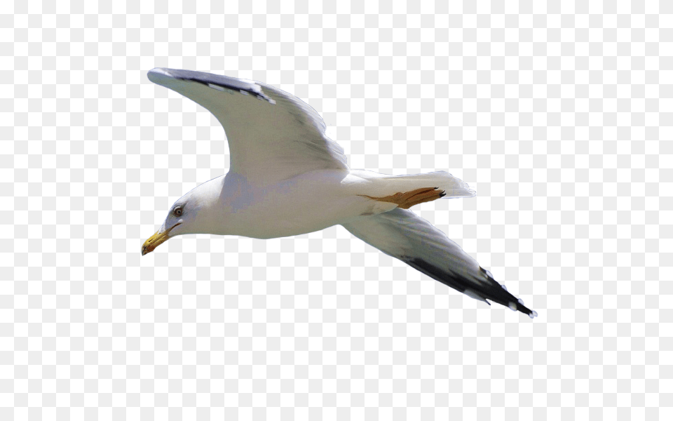 Gull, Animal, Bird, Flying, Seagull Free Png