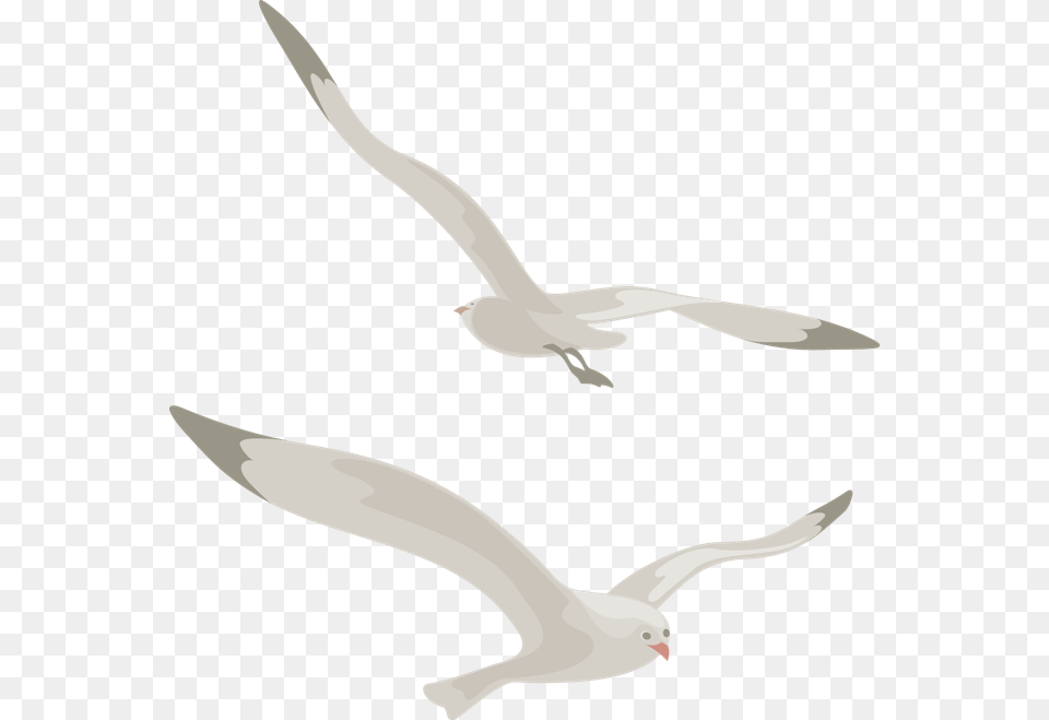 Gull, Animal, Bird, Flying, Seagull Png Image
