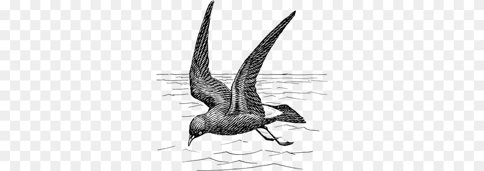 Gull Gray Png Image