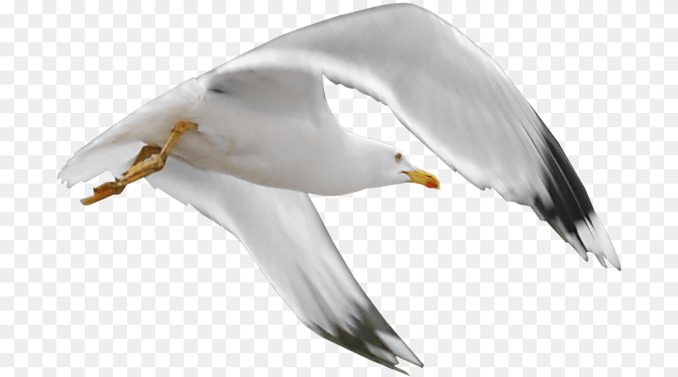 Gull, Animal, Beak, Bird, Flying Png