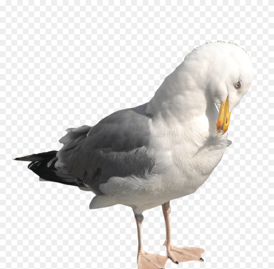 Gull, Animal, Bird, Seagull, Waterfowl Png
