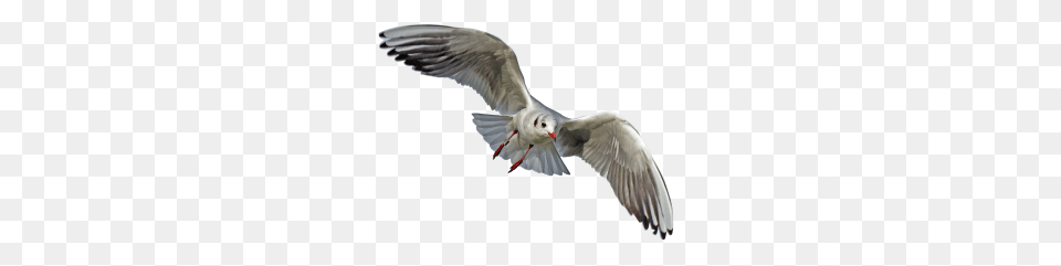 Gull, Animal, Bird, Flying, Seagull Png