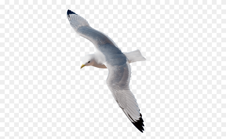 Gull, Animal, Bird, Flying, Seagull Free Png Download