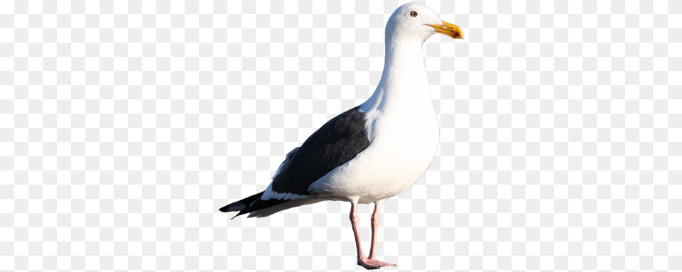 Gull, Animal, Beak, Bird, Seagull Png Image