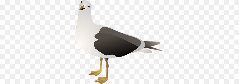 Gull Animal, Bird, Seagull, Waterfowl Free Png