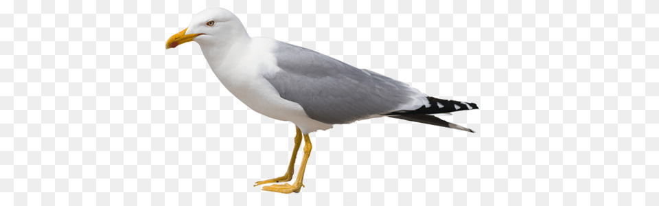 Gull, Animal, Beak, Bird, Seagull Free Transparent Png