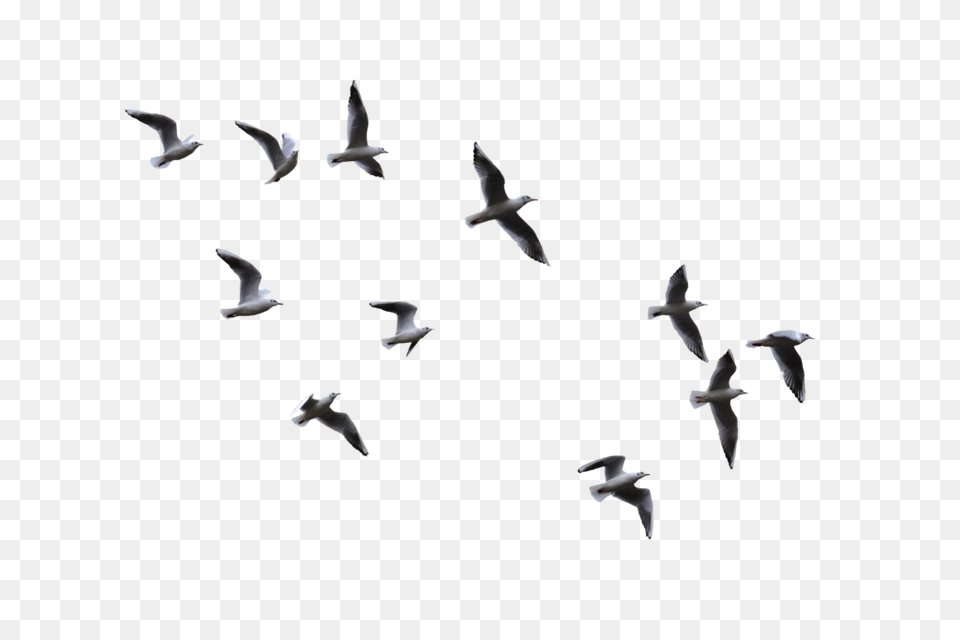 Gull, Animal, Bird, Flying, Flock Free Png