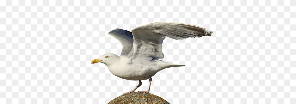 Gull Animal, Beak, Bird, Seagull Png Image