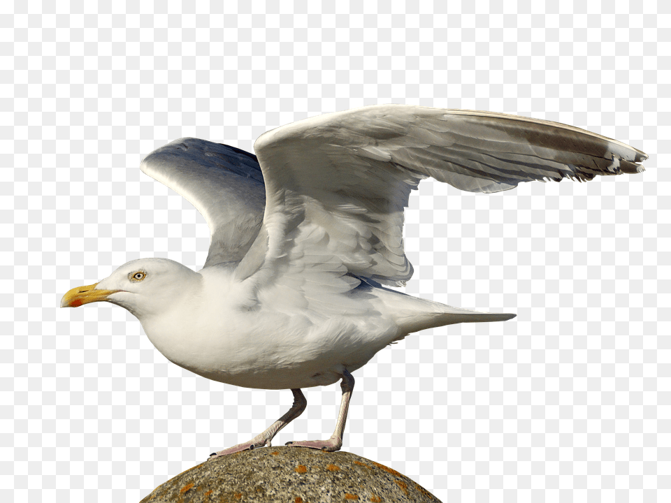 Gull Animal, Bird, Seagull, Waterfowl Free Transparent Png