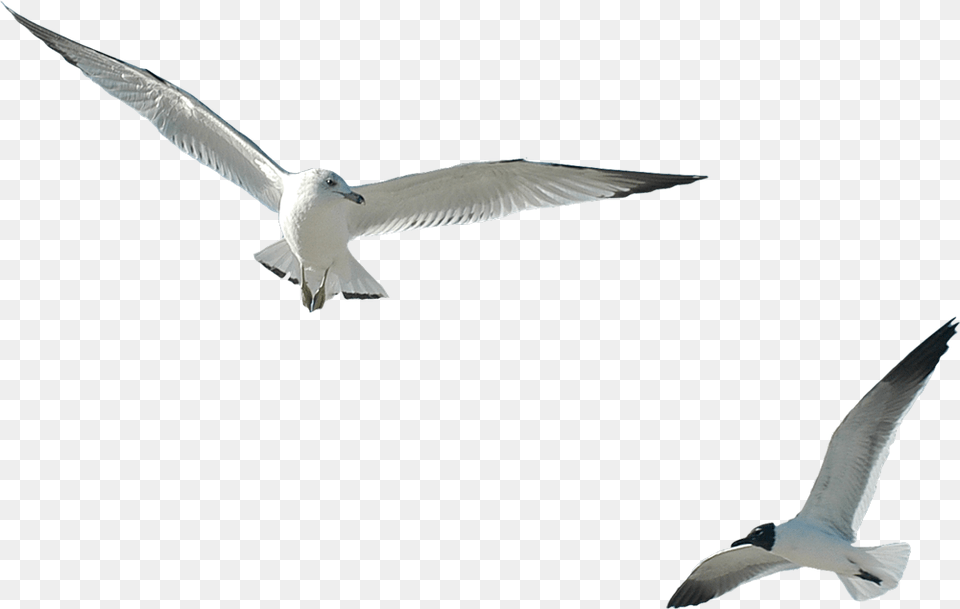 Gull, Animal, Bird, Flying, Seagull Free Png Download