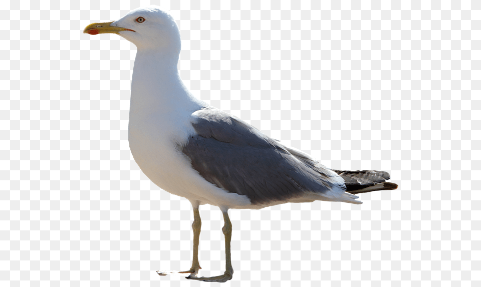 Gull, Animal, Beak, Bird, Seagull Free Png Download