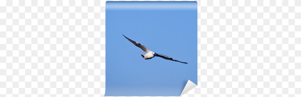 Gull, Animal, Bird, Flying, Seagull Png