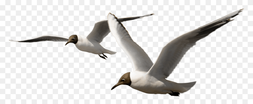 Gull, Animal, Beak, Bird, Flying Free Png Download