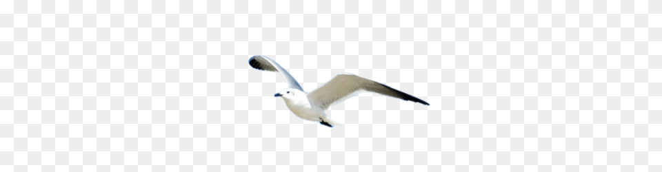 Gull, Animal, Bird, Flying, Seagull Png Image