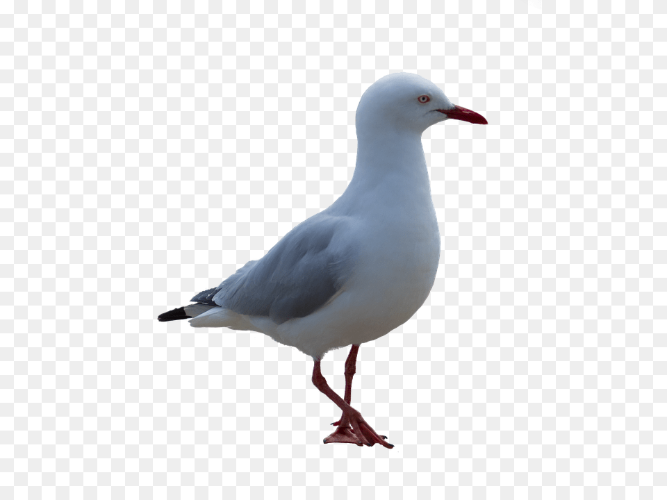 Gull, Animal, Beak, Bird, Seagull Png