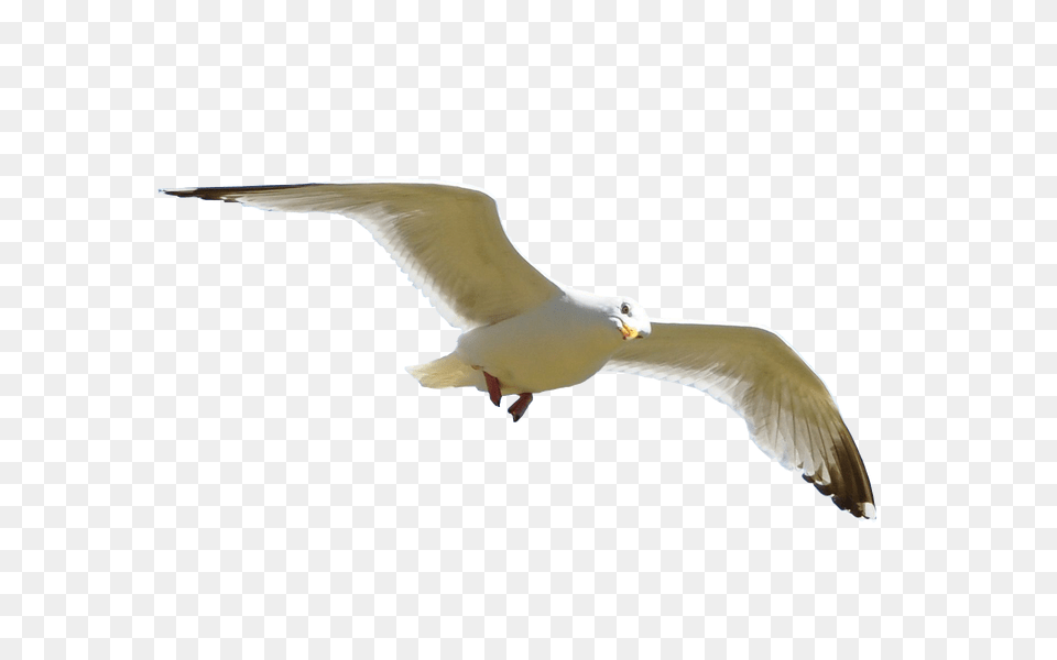 Gull, Animal, Bird, Flying, Seagull Free Png