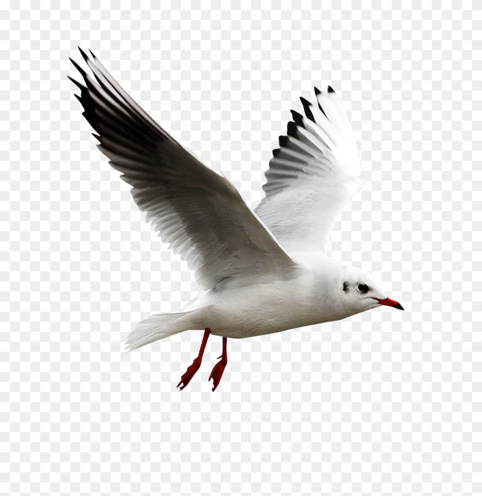 Gull, Animal, Beak, Bird, Flying Png Image