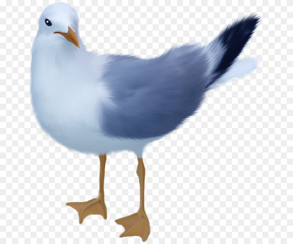 Gull, Animal, Bird, Seagull, Waterfowl Png Image