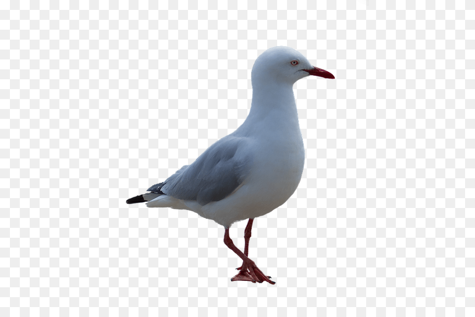 Gull, Animal, Beak, Bird, Seagull Free Png