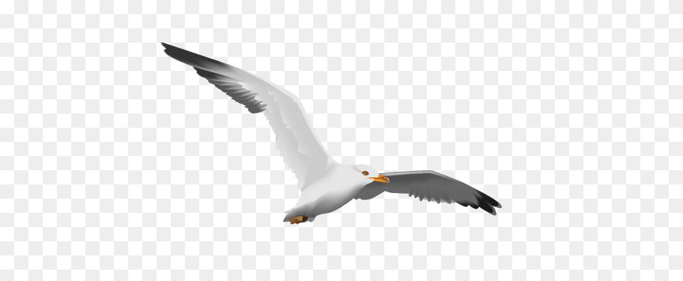 Gull, Animal, Beak, Bird, Flying Png