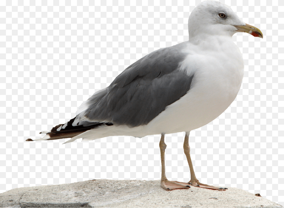 Gull, Animal, Beak, Bird, Seagull Free Png