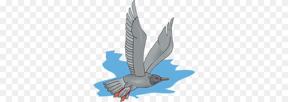 Gull Animal, Bird, Flying, Person Free Transparent Png