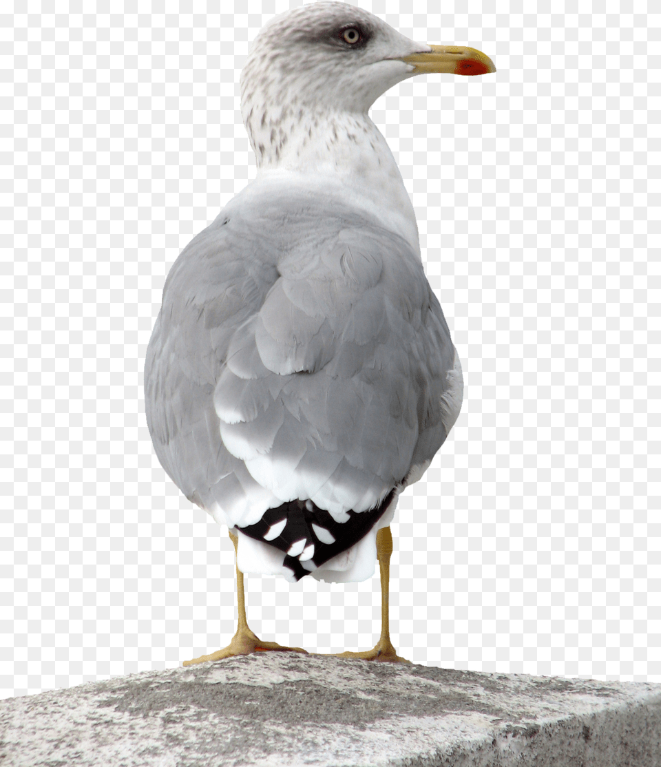 Gull, Animal, Beak, Bird, Seagull Free Png Download