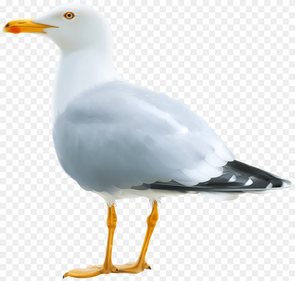 Gull, Animal, Bird, Seagull, Waterfowl Free Transparent Png