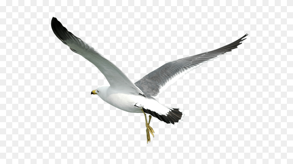 Gull, Animal, Beak, Bird, Flying Free Transparent Png