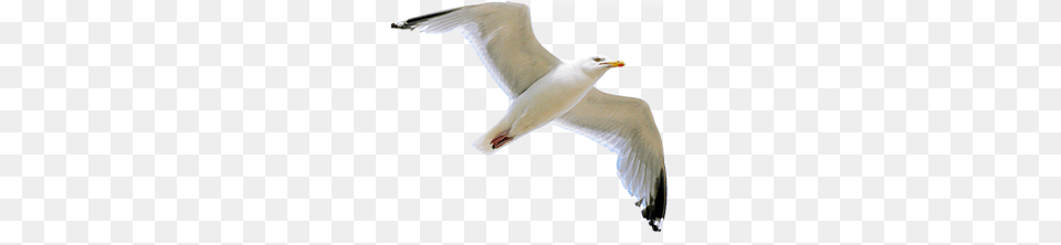 Gull, Animal, Bird, Flying, Seagull Png Image