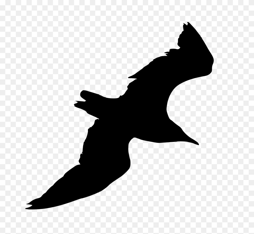 Gull, Gray Png Image