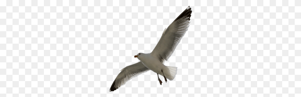Gull, Animal, Bird, Flying, Seagull Free Png Download