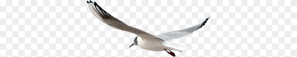 Gull, Animal, Bird, Flying, Seagull Png