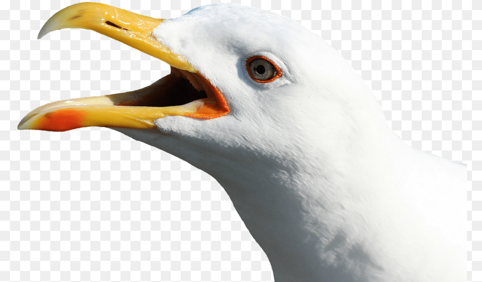 Gull Bird Face Open Mouth No Back Transparent Seagull Head No Background, Animal, Beak, Waterfowl Free Png Download